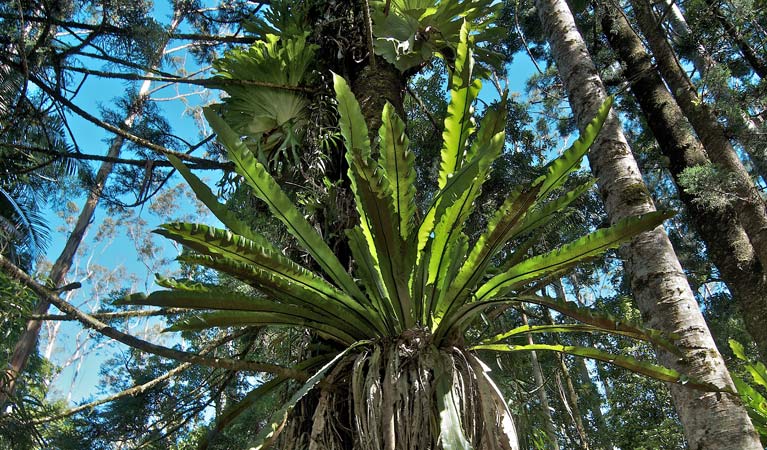 Whian Whian NSW Darwin Holiday