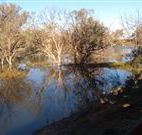 Warrawong on the Darling