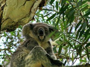 Flynns Beach Caravan Park - Darwin Holiday 4
