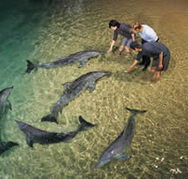Tangalooma Wild Dolphin Resort - Darwin Holiday
