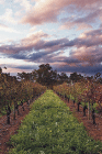 Lamonts Winery Restaurant  Gallery - Darwin Holiday