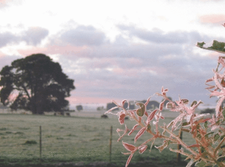 Lemon Gum B And B - Darwin Holiday 1