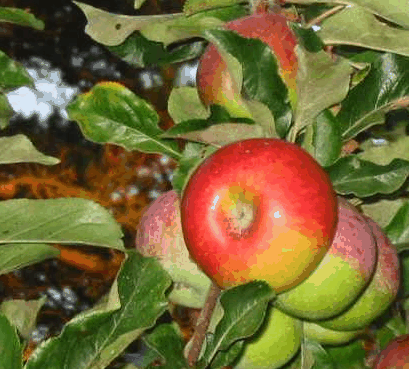 Lemon Gum B And B - Darwin Holiday 5