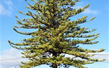 Town Centre Motel - Leeton - Darwin Holiday 5