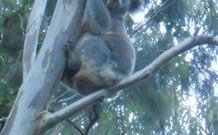 Barrington Tops Organic Retreat - Darwin Holiday 7