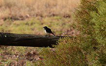 Lake Paika Station Farmstay - Darwin Holiday 1
