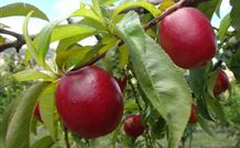 Ralda's Cottage - Darwin Holiday 2