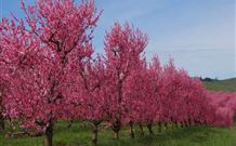 Ralda's Cottage - Darwin Holiday 1