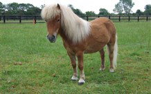 Red Hill Organics Farmstay - Darwin Holiday 6