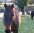 Reynella Kosciusko Rides Accommodation - Darwin Holiday