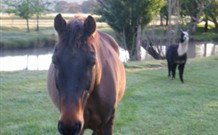 Reynella Kosciusko Rides Accommodation - Darwin Holiday 0