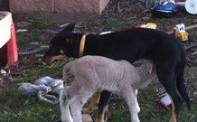 Venterfair Rural Retreat - Darwin Holiday 8