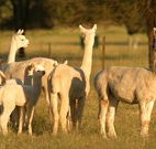 Waterfall Way Farmstay - Darwin Holiday