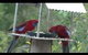 Bower At Broulee - thumb 1