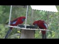 Bower At Broulee - Darwin Holiday 1