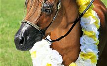 Hunter Valley Macadamia Lodge - Darwin Holiday 3