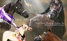 Hunter Valley Macadamia Lodge - Darwin Holiday 2