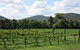 Jessica's Guest House And Vineyard - thumb 0