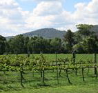 Jessica's Guest House and Vineyard - Darwin Holiday