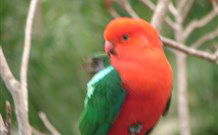 Salisbury Lodges And Araluen Restaurant - Darwin Holiday 2