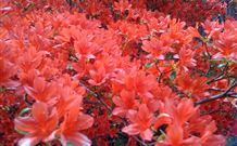 Brigalow Cottage - Darwin Holiday 4