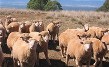 Dairy Flat Farm Holiday - Darwin Holiday 3