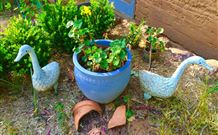 The Pines Pastoral - Darwin Holiday 5