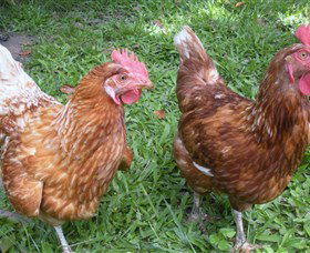 Imbil Bridge Farm - Darwin Holiday 1
