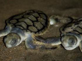 Rose Bay Resort - Darwin Holiday 1