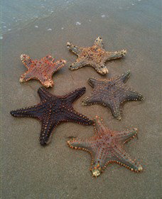 The Oaks On Facing Island - Darwin Holiday 2