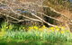 Southdown Cottage Bowral - thumb 7
