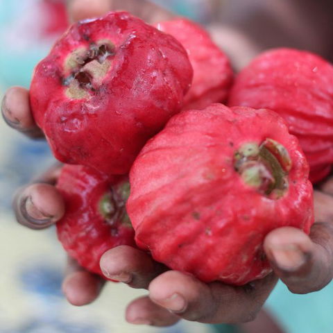 Rakhi Retreat - Darwin Holiday 5