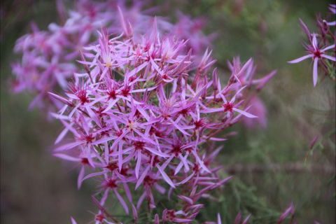 Rakhi Retreat - Darwin Holiday 6