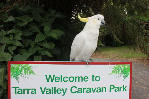Tarra Valley Caravan Park - Darwin Holiday 3