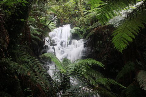 Tarra Valley Caravan Park - Darwin Holiday 4