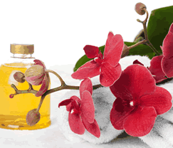 Sunny Hill Retreat Accommodation  Day Spa - Darwin Holiday