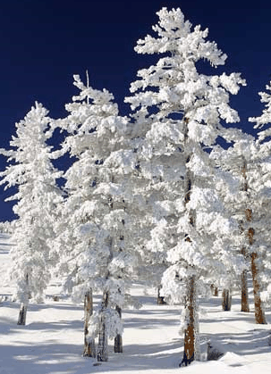 Mt Buller Apartment Management Services - Darwin Holiday 0