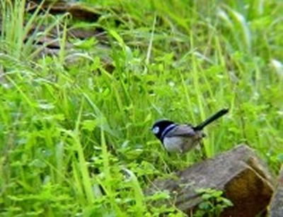 Hectorville SA Darwin Holiday