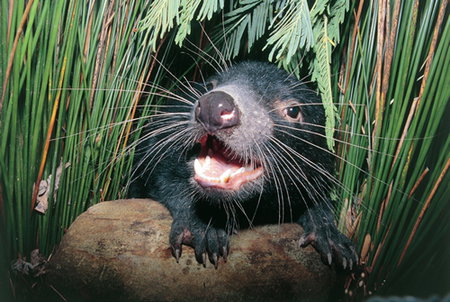 Woodbridge On The Derwent - Darwin Holiday 2