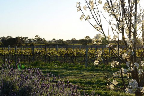 Angas Plains Wines Suites - Darwin Holiday 7