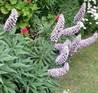 Padthaway Caravan Park - Darwin Holiday