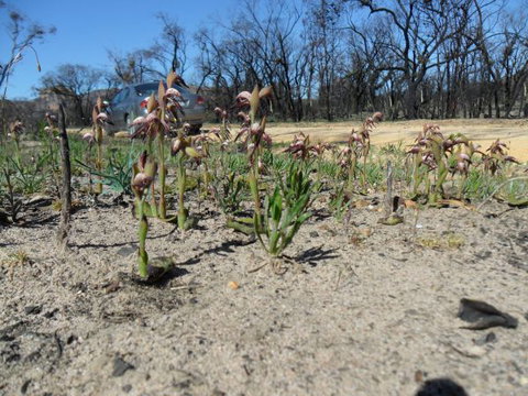 Mount Zero Log Cabins - Darwin Holiday 2