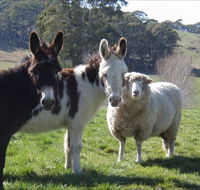 Avaleigh Elms Farmstay - Darwin Holiday