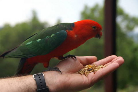 Barrington Tops Escapes - Darwin Holiday 0