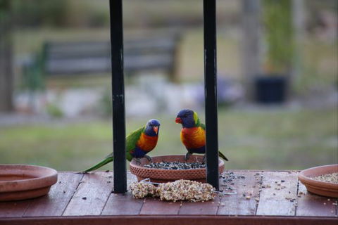 BellbirdHill Bed And Breakfast - Darwin Holiday 9