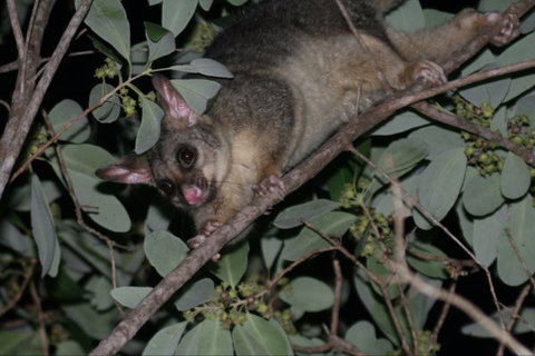 Bush Oasis Caravan Park - Darwin Holiday 6