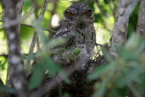 Bush Oasis Caravan Park - Darwin Holiday 7