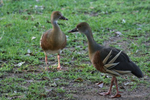 Bush Oasis Caravan Park - Darwin Holiday 8
