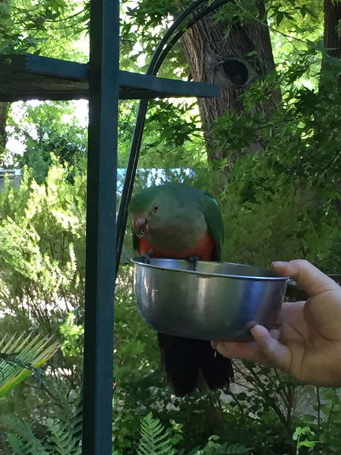 Colac Colac Caravan Park - Darwin Holiday 2