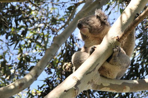 Harmony At Tower Hill - Darwin Holiday 7
